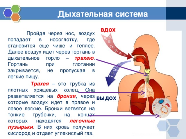 Дыхательная система вдох  Пройдя через нос, воздух попадает в носоглотку, где становится еще чище и теплее. Далее воздух идет через гортань в дыхательное горло – трахею . Гортань при глотании закрывается, не пропуская в легкие пищу.  Трахея – это трубка из плотных хрящевых колец. Она разветвляется на бронхи , через которые воздух идет в правое и левое легкие. Бронхи ветвятся на тонкие трубочки, на концах которых находятся легочные пузырьки . В них кровь получает кислород и отдает углекислый газ. выдох 