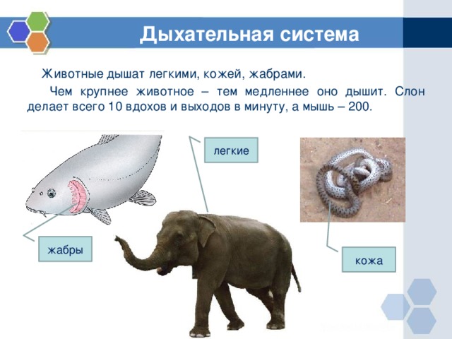 Дыхательная система  Животные дышат легкими, кожей, жабрами.  Чем крупнее животное – тем медленнее оно дышит. Слон делает всего 10 вдохов и выходов в минуту, а мышь – 200. легкие жабры кожа 