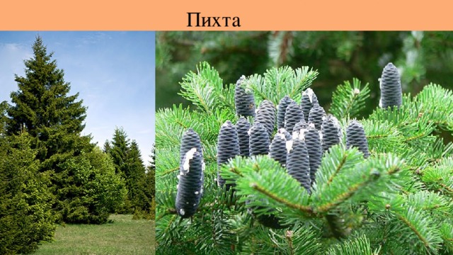 Пихта 