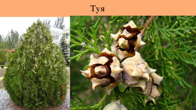 Туя 