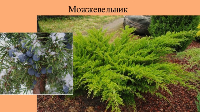 Можжевельник 