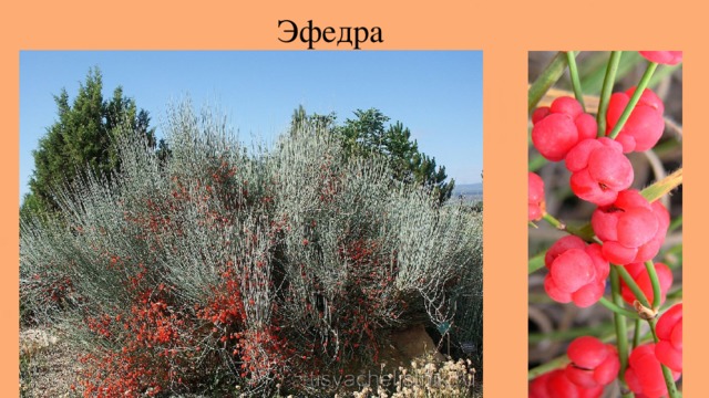 Эфедра 