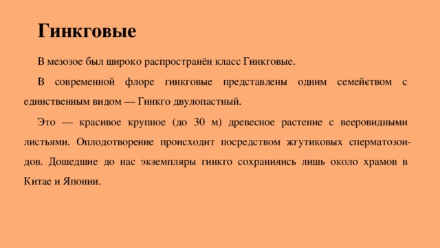 Гинкговые  В мезозое был широко распространён класс Гинкговые. В современной флоре гинкговые представлены одним семей­ством с единственным видом — Гинкго двулопастный. Это — красивое крупное (до 30 м) древесное растение с вееровидны­ми листьями. Оплодотворе­ние происходит посредством жгутиковых сперматозои­дов. Дошедшие до нас эк­земпляры гинкго сохрани­лись лишь около храмов в Китае и Японии. 