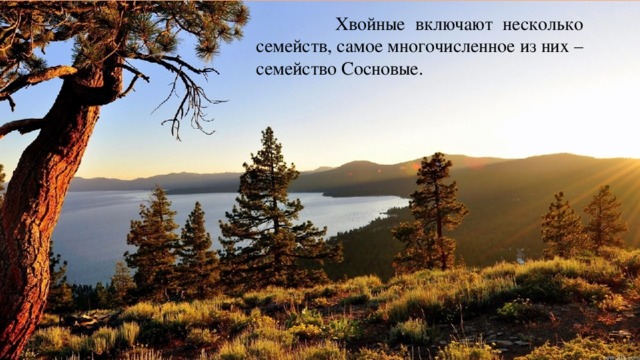  Хвойные включают несколько семейств, самое многочисленное из них – семейство Сосновые. 
