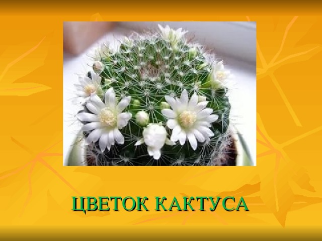  ЦВЕТОК КАКТУСА 