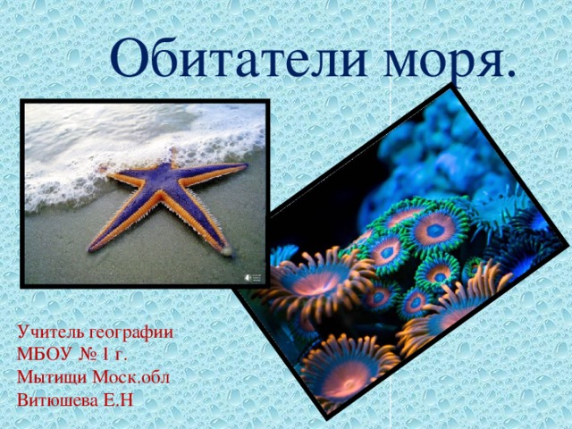 Обитатели моря. Учитель географии МБОУ № 1 г. Мытищи Моск.обл Витюшева Е.Н 