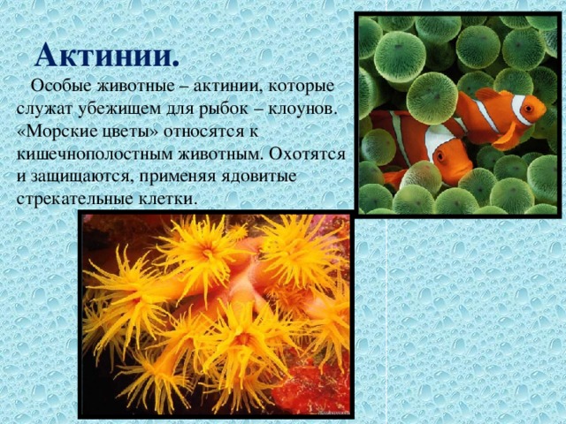 Актинии.  Особые животные – актинии, которые служат убежищем для рыбок – клоунов. «Морские цветы» относятся к кишечнополостным животным. Охотятся и защищаются, применяя ядовитые стрекательные клетки. 