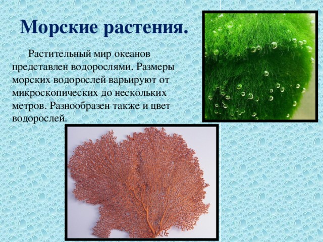 Морские растения.  Растительный мир океанов представлен водорослями. Размеры морских водорослей варьируют от микроскопических до нескольких метров. Разнообразен также и цвет водорослей. 