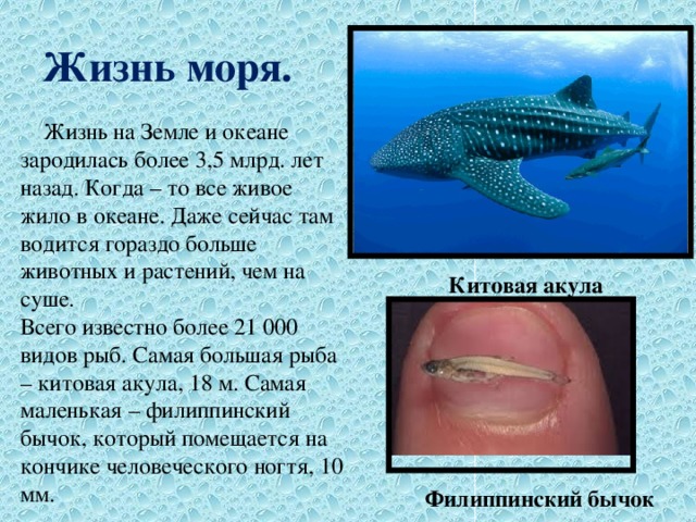 Жизнь моря.  Жизнь на Земле и океане зародилась более 3,5 млрд. лет назад. Когда – то все живое жило в океане. Даже сейчас там водится гораздо больше животных и растений, чем на суше. Всего известно более 21 000 видов рыб. Самая большая рыба – китовая акула, 18 м. Самая маленькая – филиппинский бычок, который помещается на кончике человеческого ногтя, 10 мм. Китовая акула Филиппинский бычок 