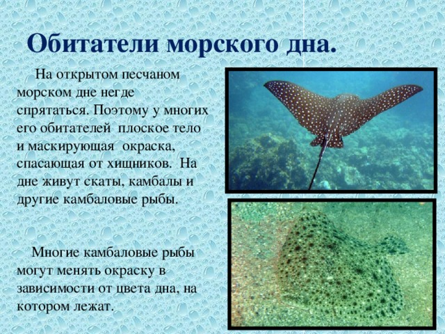 Обитатели морского дна.  На открытом песчаном морском дне негде спрятаться. Поэтому у многих его обитателей плоское тело и маскирующая окраска, спасающая от хищников. На дне живут скаты, камбалы и другие камбаловые рыбы.  Многие камбаловые рыбы могут менять окраску в зависимости от цвета дна, на котором лежат. 