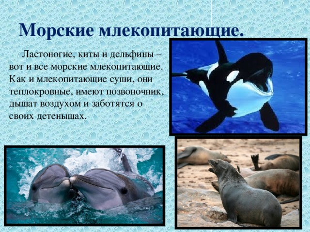 Морские млекопитающие.  Ластоногие, киты и дельфины – вот и все морские млекопитающие. Как и млекопитающие суши, они теплокровные, имеют позвоночник, дышат воздухом и заботятся о своих детенышах. 