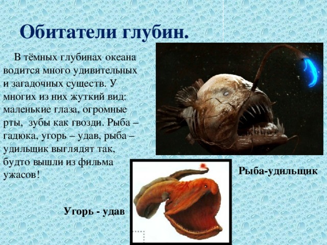 Обитатели глубин.  В тёмных глубинах океана водится много удивительных и загадочных существ. У многих из них жуткий вид: маленькие глаза, огромные рты, зубы как гвозди. Рыба – гадюка, угорь – удав, рыба – удильщик выглядят так, будто вышли из фильма ужасов! Рыба-удильщик Угорь - удав 