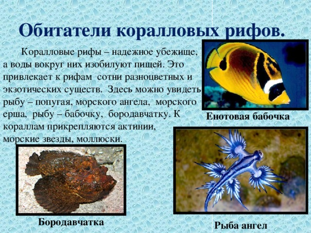 Обитатели коралловых рифов.  Коралловые рифы – надежное убежище, а воды вокруг них изобилуют пищей. Это привлекает к рифам сотни разноцветных и экзотических существ. Здесь можно увидеть рыбу – попугая, морского ангела, морского ерша, рыбу – бабочку, бородавчатку. К кораллам прикрепляются актинии, морские звезды, моллюски. Енотовая бабочка Бородавчатка Рыба ангел 