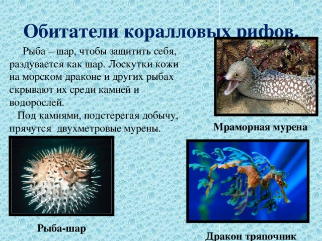 Обитатели коралловых рифов.  Рыба – шар, чтобы защитить себя, раздувается как шар. Лоскутки кожи на морском драконе и других рыбах скрывают их среди камней и водорослей.  Под камнями, подстерегая добычу, прячутся двухметровые мурены. Мраморная мурена Рыба-шар Дракон тряпочник 