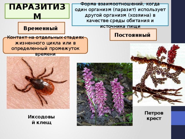 Паразитизм презентация по биологии 11 класс
