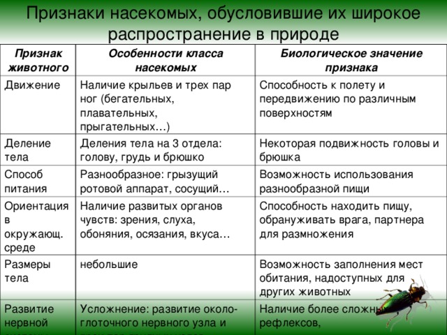 Особенности групп насекомые