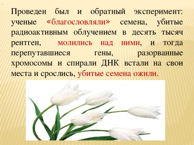 . Проведен был и обратный эксперимент: ученые « благословляли »  семена, убитые радиоактивным облучением в десять тысяч рентген, молились над ними , и тогда перепутавшиеся гены, разорванные хромосомы и спирали ДНК встали на свои места и срослись, убитые семена ожили. 