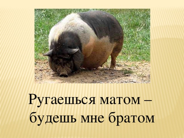 Ругаешься матом – будешь мне братом 