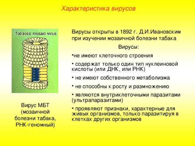 Характеристика вирусов Вирусы открыты в 1892 г. Д.И.Ивановским при изучении мозаичной болезни табака Вирусы: не имеют клеточного строения  содержат только один тип нуклеиновой кислоты (или ДНК, или РНК)  не имеют собственного метаболизма  не способны к росту и размножению  являются внутриклеточными паразитами (ультрапаразитами)  проявляют признаки, характерные для живых организмов, только паразитируя в клетках других организмов Вирус МБТ (мозаичной болезни табака, РНК-геномный) 