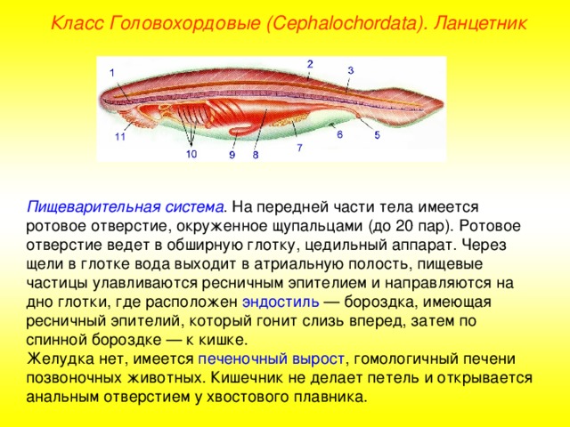 Таблица по биологии 8 класс ланцетник Тип Хордовые (Chordata)Подтип Бесчерепные (Acrania)Класс Головохордовые (Cephalo