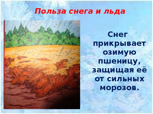 Польза снега и льда    Снег прикрывает озимую пшеницу, защищая её от сильных морозов. 