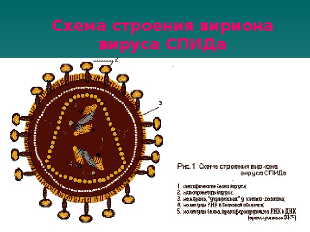 Схема строения вириона вируса СПИДа