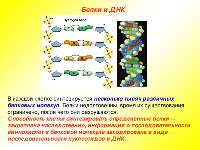 Белки и ДНК В каждой клетке синтезируется несколько тысяч различных белковых молекул . Белки недолговечны, время их существования ограничено, после чего они разрушаются. Способность клетки синтезировать определенные белки — закреплена наследственно, информация о последовательности аминокислот в белковой молекуле закодирована в виде последовательности нуклеотидов в ДНК. 