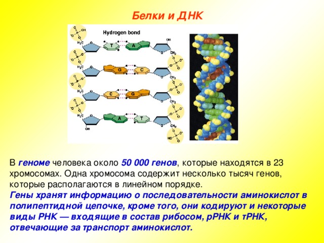 Белки и ДНК В геноме человека около 50 000 генов , которые находятся в 23 хромосомах. Одна хромосома содержит несколько тысяч генов, которые располагаются в линейном порядке. Гены хранят информацию о последовательности аминокислот в полипептидной цепочке, кроме того, они кодируют и некоторые виды РНК — входящие в состав рибосом, рРНК и тРНК, отвечающие за транспорт аминокислот. 
