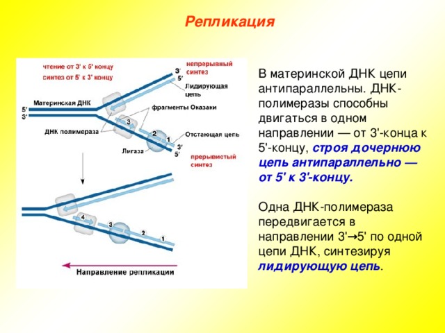 Каким номером на схеме репликации днк обозначена лидирующая цепь
