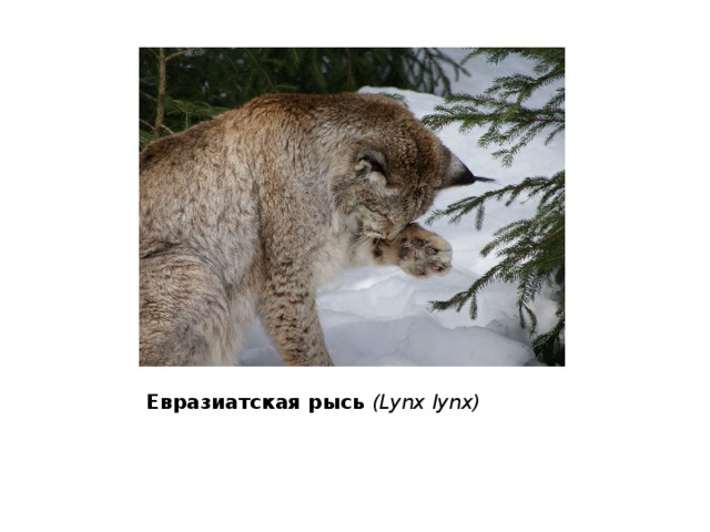 Евразиатская рысь (Lynx lynx) 