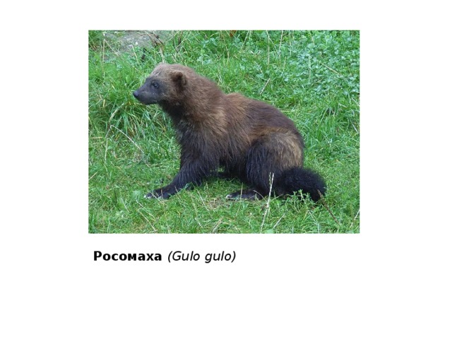 Росомаха (Gulo gulo) 