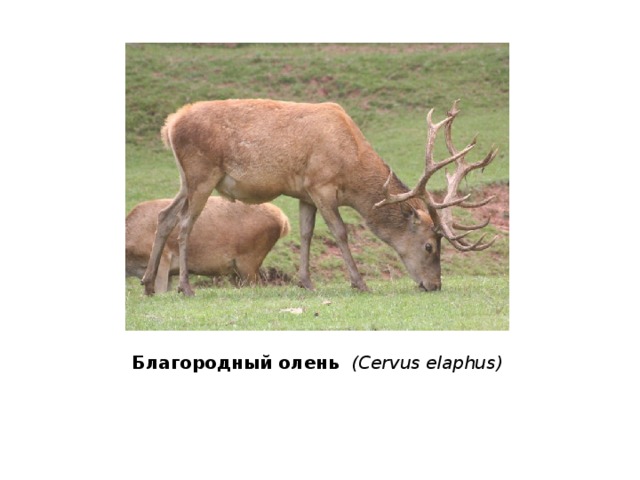 Благородный олень ( Cervus elaphus) 