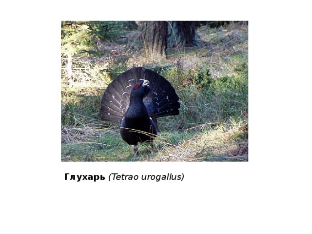 Глухарь (Tetrao urogallus) 