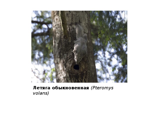 Летяга обыкновенная  (Pteromys volans)  