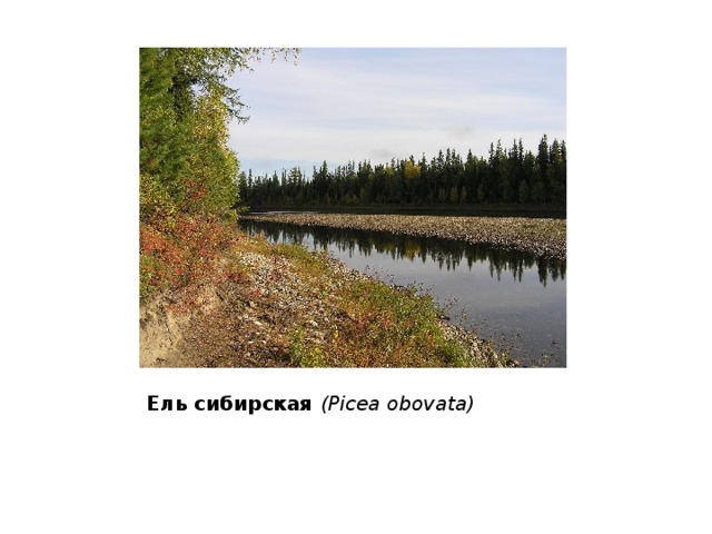 Ель сибирская (Picea obovata) 