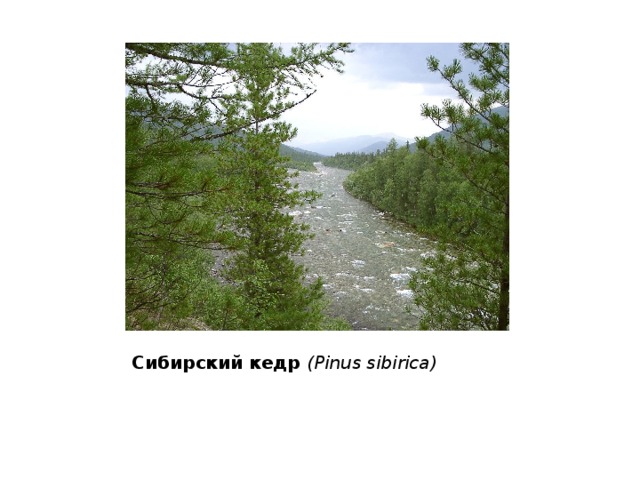 Сибирский кедр (Pinus sibirica) 