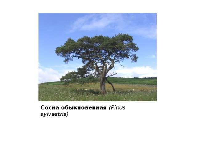 Сосна обыкновенная (Pinus sylvestris) 