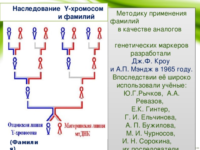 Наследование Y-хромосом и фамилий Методику применения фамилий в качестве аналогов генетических маркеров разработали Дж.Ф. Кроу и А.П. Мэндж в 1965 году. Впоследствии её широко использовали учёные: Ю.Г.Рычков, А.А. Ревазов, Е.К. Гинтер, Г. И. Ельчинова, А. П. Бужилова, М. И. Чурносов, И. Н. Сорокина, их последователи и ученики. (Фамилия)