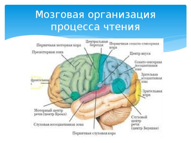 Мозговая организация  процесса чтения 