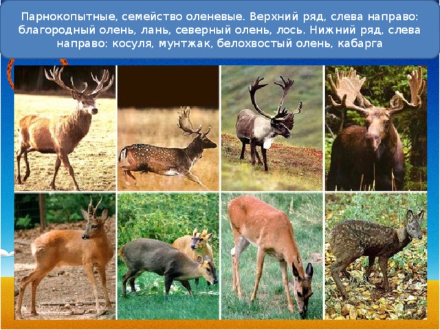 Парнокопытные, семейство оленевые. Верхний ряд, слева направо: благородный олень, лань, северный олень, лось. Нижний ряд, слева направо: косуля, мунтжак, белохвостый олень, кабарга 