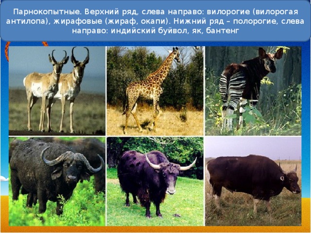 Парнокопытные. Верхний ряд, слева направо: вилорогие (вилорогая антилопа), жирафовые (жираф, окапи). Нижний ряд – полорогие, слева направо: индийский буйвол, як, бантенг 