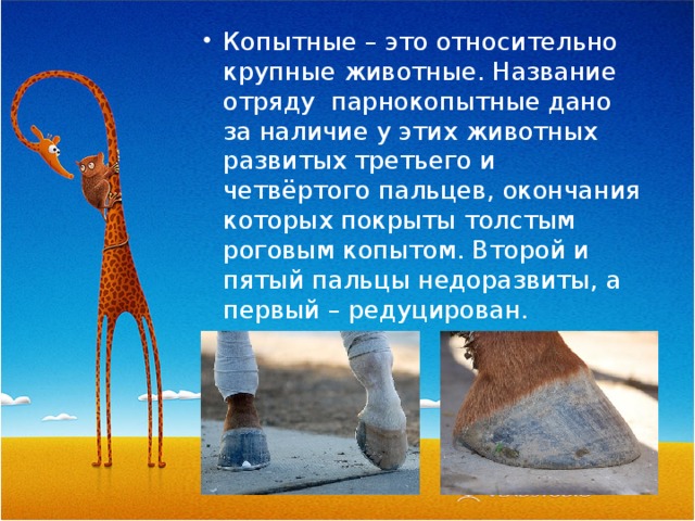 Копытные – это относительно крупные животные. Название отряду парнокопытные дано за наличие у этих животных развитых третьего и четвёртого пальцев, окончания которых покрыты толстым роговым копытом. Второй и пятый пальцы недоразвиты, а первый – редуцирован. 