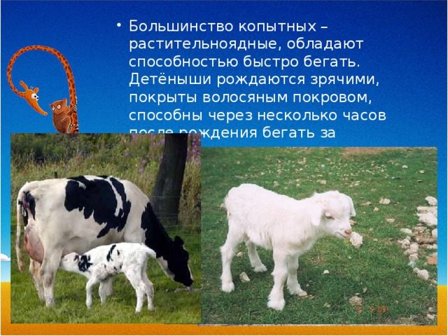 Большинство копытных – растительноядные, обладают способностью быстро бегать. Детёныши рождаются зрячими, покрыты волосяным покровом, способны через несколько часов после рождения бегать за родителями. 
