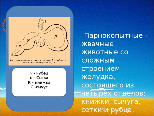  Парнокопытные – жвачные животные со сложным строением желудка, состоящего из четырёх отделов: книжки, сычуга, сетки и рубца. Р - Рубец с – Сетка К – книжка С -сычуг 