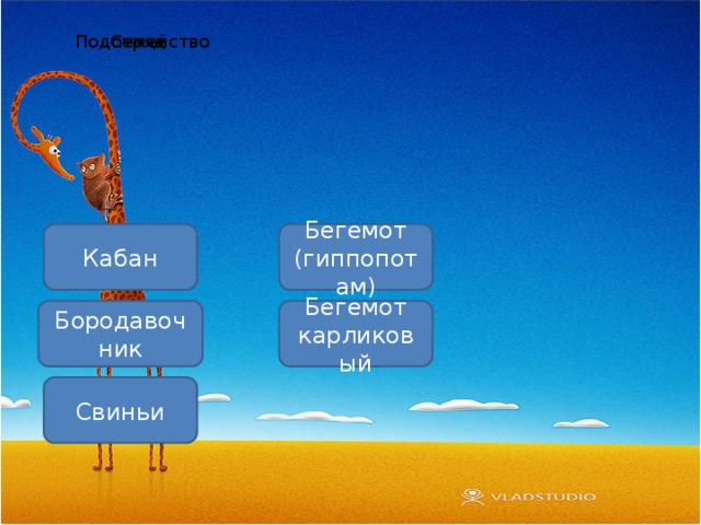Подотряд Семейство Кабан Бегемот (гиппопотам) Бородавочник Бегемот карликовый Свиньи Подотряд Семейство 