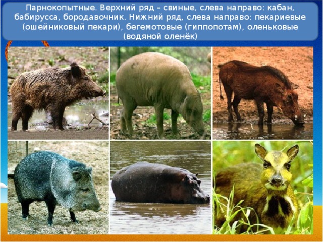 Парнокопытные. Верхний ряд – свиные, слева направо: кабан, бабирусса, бородавочник. Нижний ряд, слева направо: пекариевые (ошейниковый пекари), бегемотовые (гиппопотам), оленьковые (водяной оленёк) 