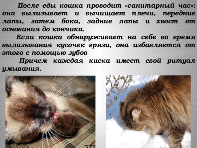 После еды кошка проводит «санитарный час»: она вылизывает и вычищает плечи, передние лапы, затем бока, задние лапы и хвост от основания до кончика.  Если кошка обнаруживает на себе во время вылизывания кусочек грязи, она избавляется от этого с помощью зубов  Причем каждая киска имеет свой ритуал умывания.