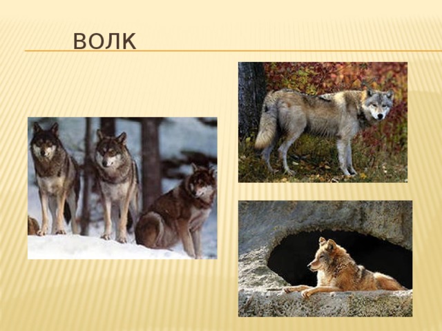  Волк  