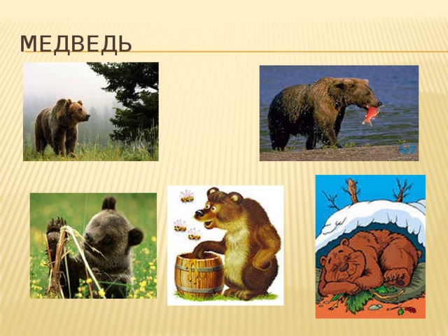 Медведь 