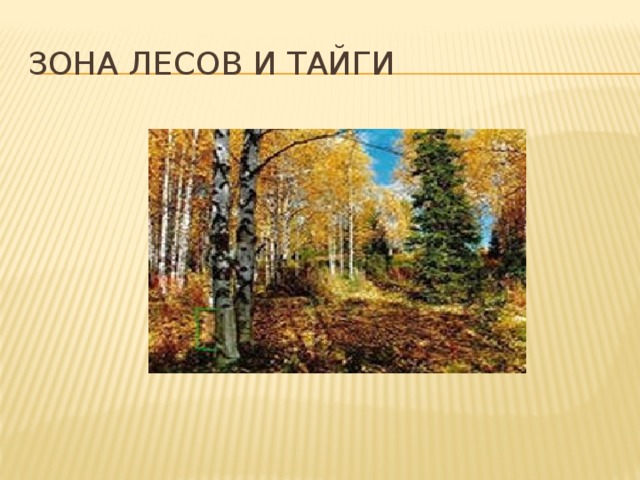 Зона лесов и тайги 